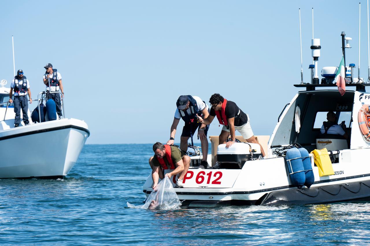 Granchio blu, arriva il suo predatore: liberati nel pare Adriatico i primi polpi