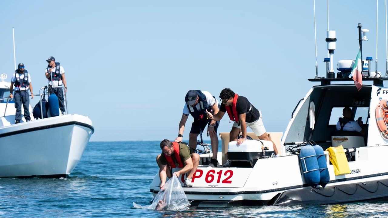 Granchio blu, arriva il suo predatore: liberati nel pare Adriatico i primi polpi