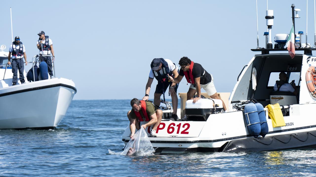 Granchio blu, arriva il suo predatore: liberati nel mare Adriatico i primi polpi