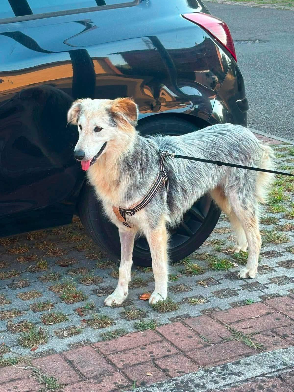 La cagnolina Molly scomparsa a Reggio Emilia, mille euro di ricompensa: «Aiutateci a ritrovarla»