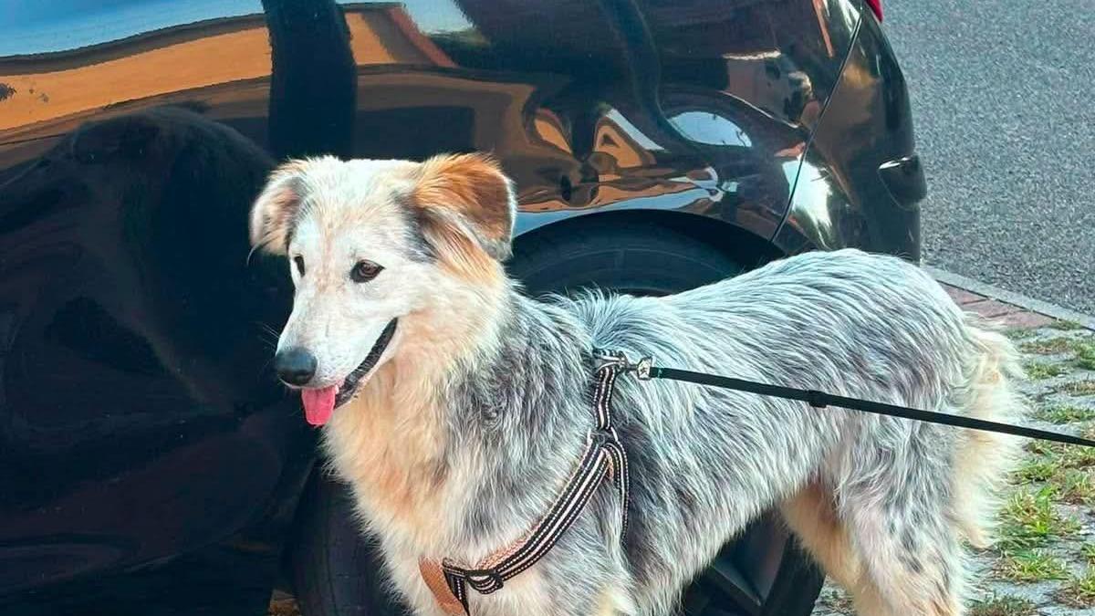 La cagnolina Molly scomparsa a Reggio Emilia, mille euro di ricompensa: «Aiutateci a ritrovarla»