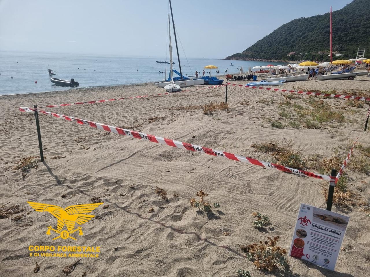 Cardedu, si schiude un nido di Caretta caretta: 50 tartarughe aiutate a raggiungere il mare