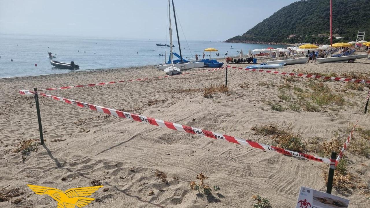 Cardedu, si schiude un nido di Caretta caretta: 50 tartarughe aiutate a raggiungere il mare