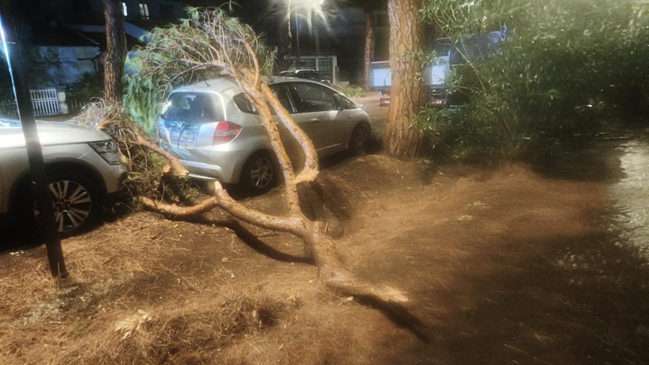 Un grosso ramo caduto su un albero