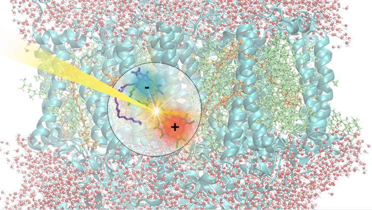 Fotosintesi, così inizia la cattura della luce: la scoperta dei ricercatori del Cnr Nano di Modena