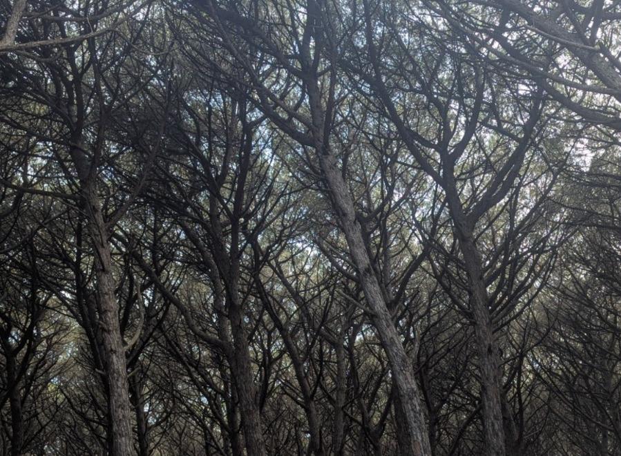 Rubano l’auto e provano a investire un agente. Poi scendono e scappano a piedi nel bosco