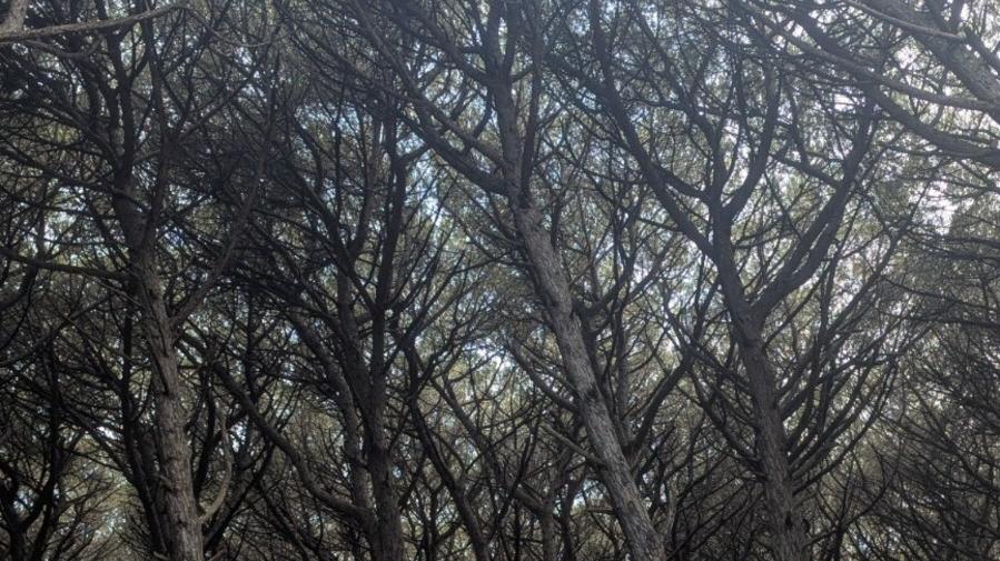 Rubano l’auto e provano a investire un agente. Poi scendono e scappano a piedi nel bosco