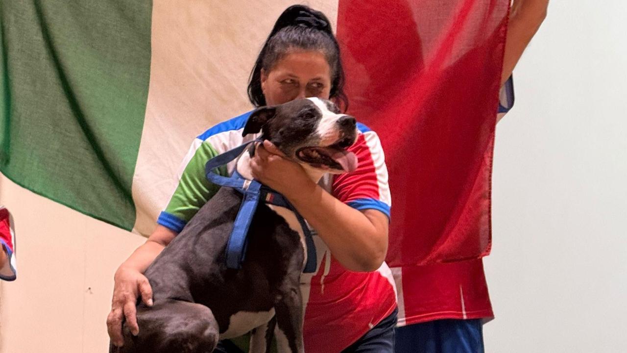 Sassari, mondiali di agility dog in Inghilterra: Patrizia Prisco e Pablo difendono la medaglia d’argento