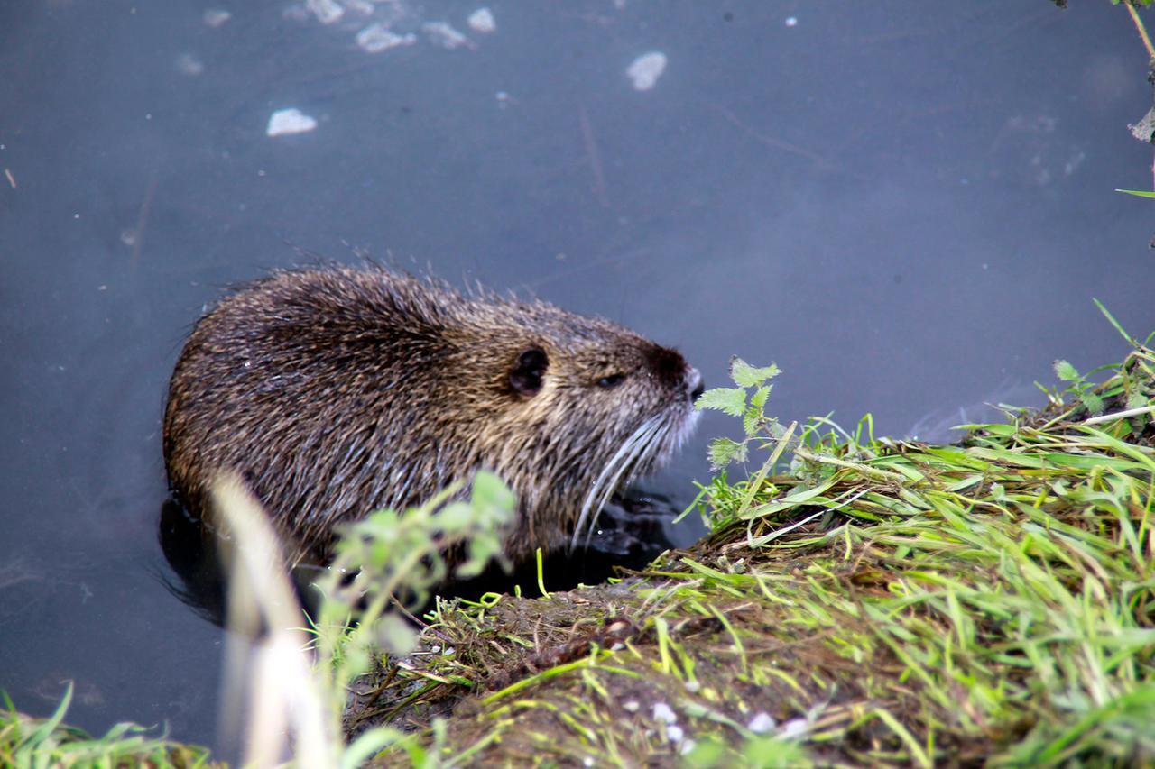 Nutrie abbattute vicino alle case, il Comune di Correggio: «Bisogna fare chiarezza»
