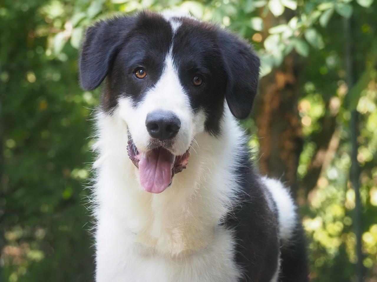 Rio, il cane dal cuore malato salvato da un intervento impossibile: ora cerca famiglia