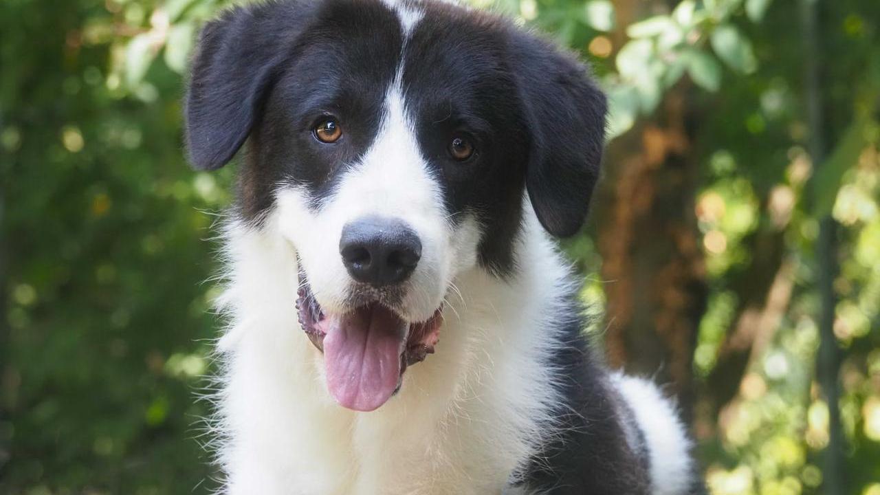 Rio, il cane dal cuore malato salvato da un intervento impossibile: ora cerca famiglia