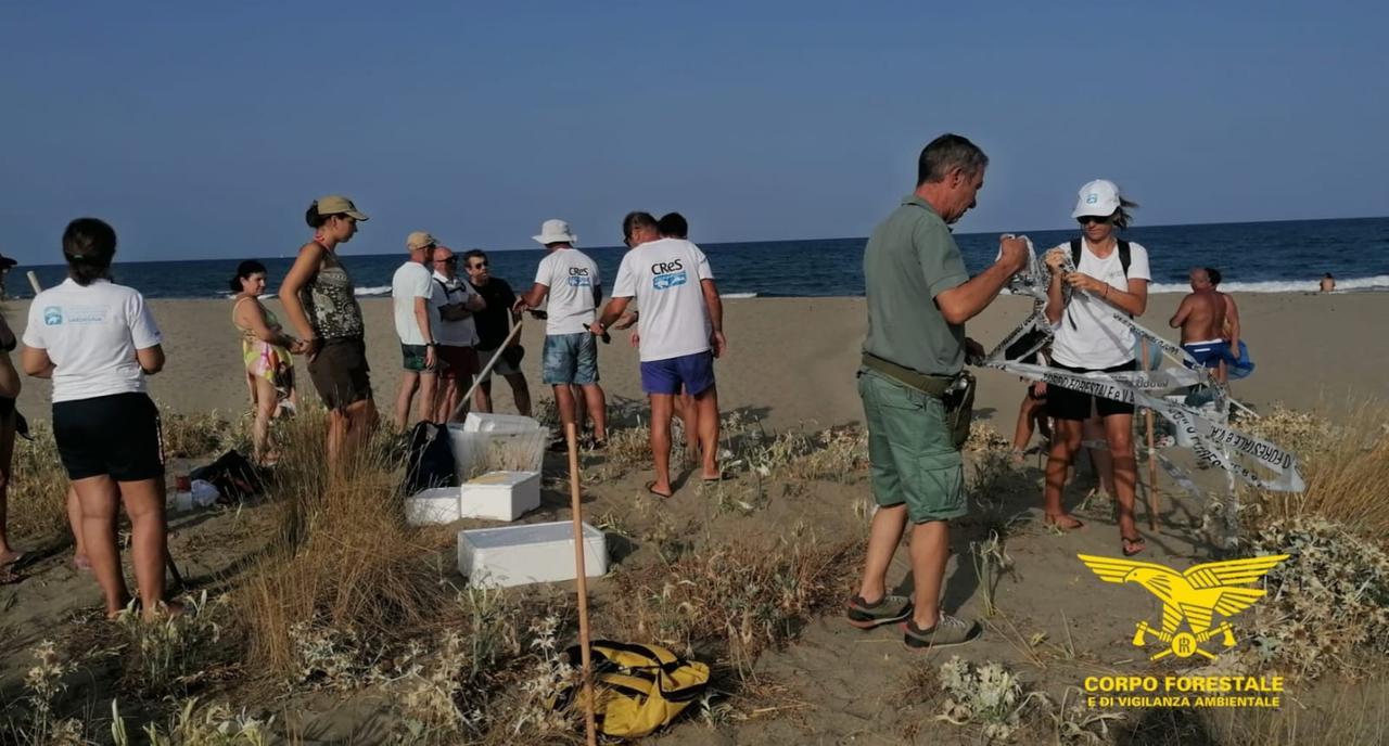 Tartaruga marina Caretta Caretta, ispezionati due nidi nelle spiagge del sud Sardegna – Ecco i risultati
