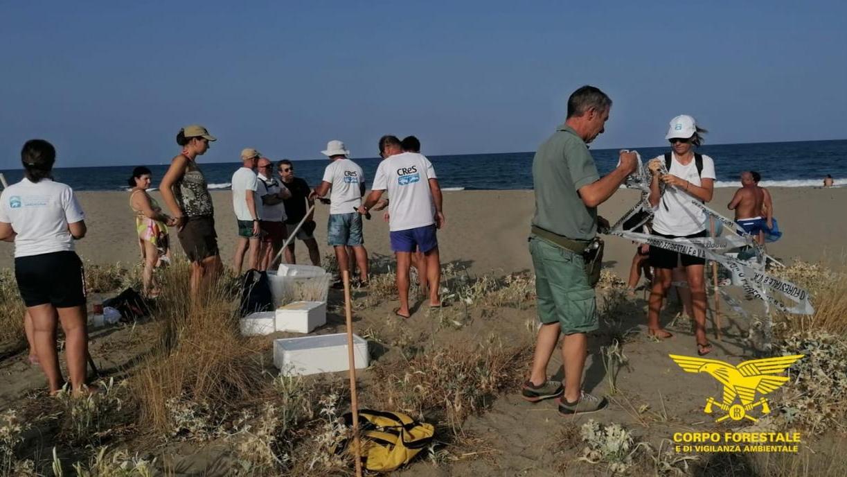 Tartaruga marina Caretta Caretta, ispezionati due nidi nelle spiagge del sud Sardegna – Ecco i risultati