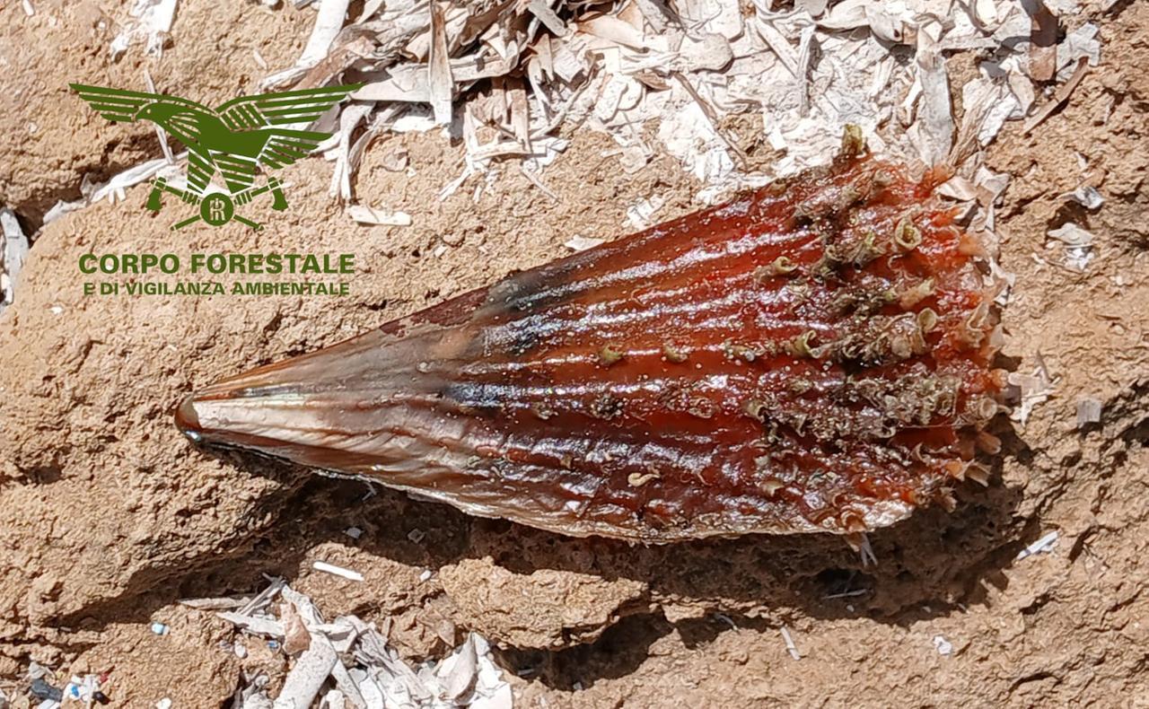 Violata la nacchera del bisso marino: turista trovato con una Pinna nobilis in spiaggia, denunciato