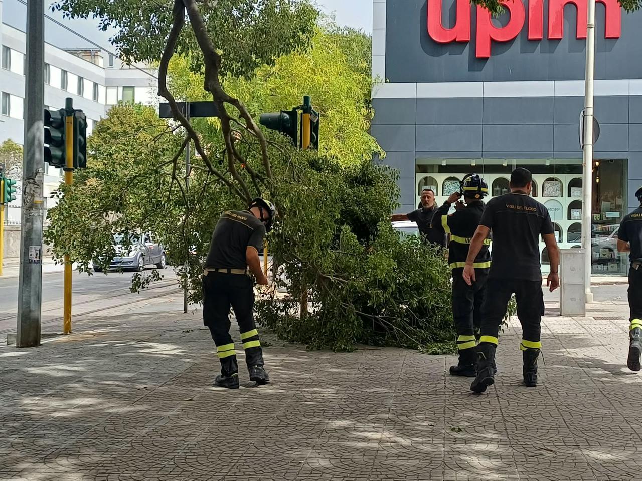 Sassari, crolla un grosso ramo in piazza Marconi
