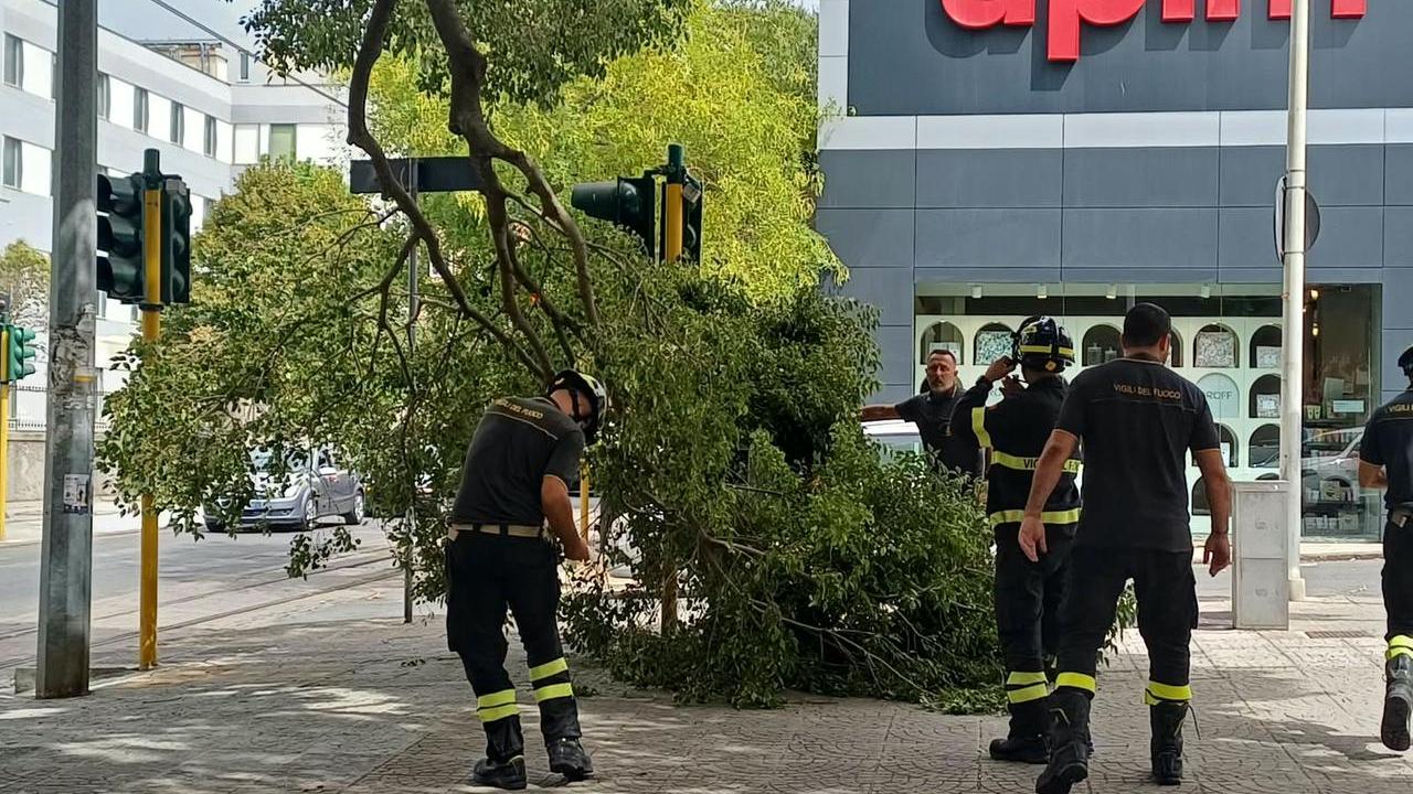Sassari, crolla un grosso ramo in piazza Marconi