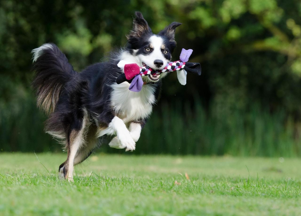 Cani ipercinetici: ecco cosa fare. «Ma non pensate di stancarli: sono inesauribili»
