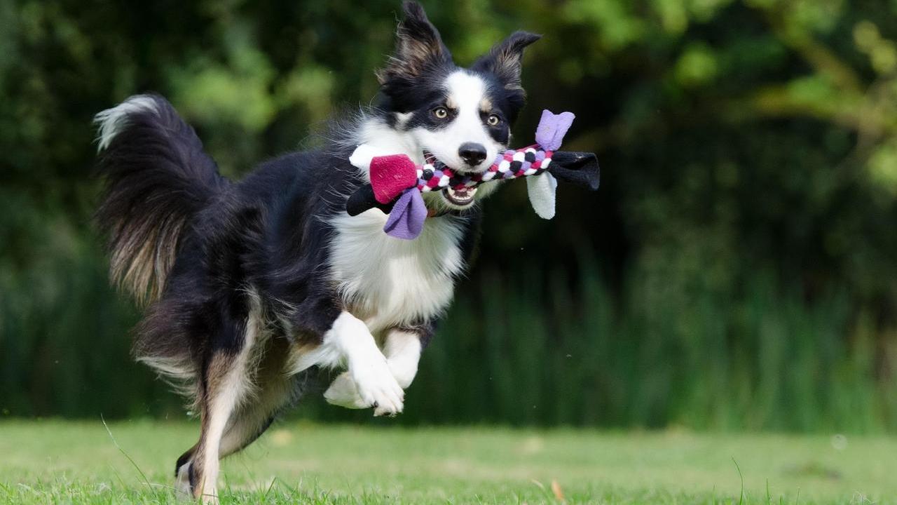 Cani ipercinetici: ecco cosa fare. «Ma non pensate di stancarli: sono inesauribili»