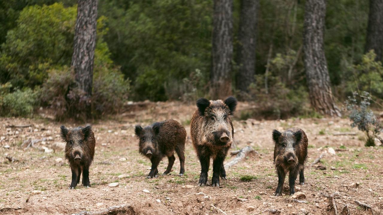 Allarme cinghiali nel Sassarese, ok agli abbattimenti: l’obiettivo è contenere la crescita sul territorio