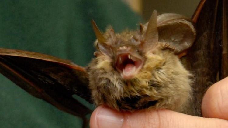 Si sveglia con un pipistrello in faccia, inizia la terapia contro la rabbia: il morso può essere fatale – Il racconto