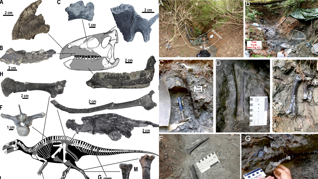 Scoperti oltre 800 fossili, spunta l’isola dei dinosauri di 72 milioni di anni fa