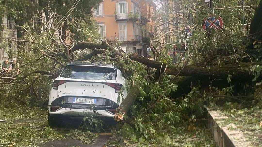 Alberi crollati a Cremona (foto Facebook Silvana Loccisano)