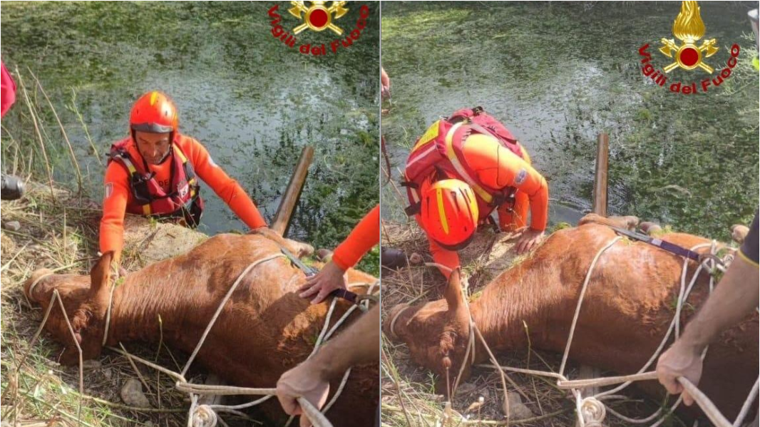 Vitella di 400 chili cade in un vascone e rischia di annegare: il salvataggio è spettacolare