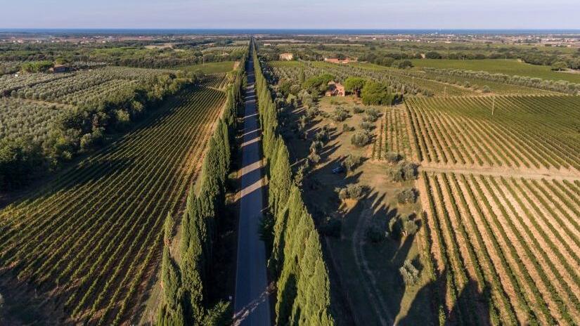 Bolgheri