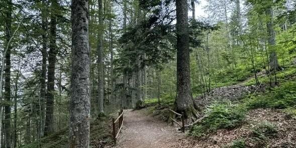 Piazza al Serchio, muore mentre cerca funghi nel bosco