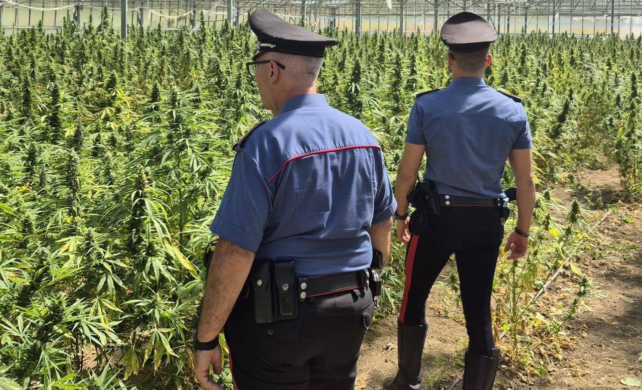Blitz dei carabinieri in una campagna, sequestrati oltre 400 chili di cannabis: un uomo in manette