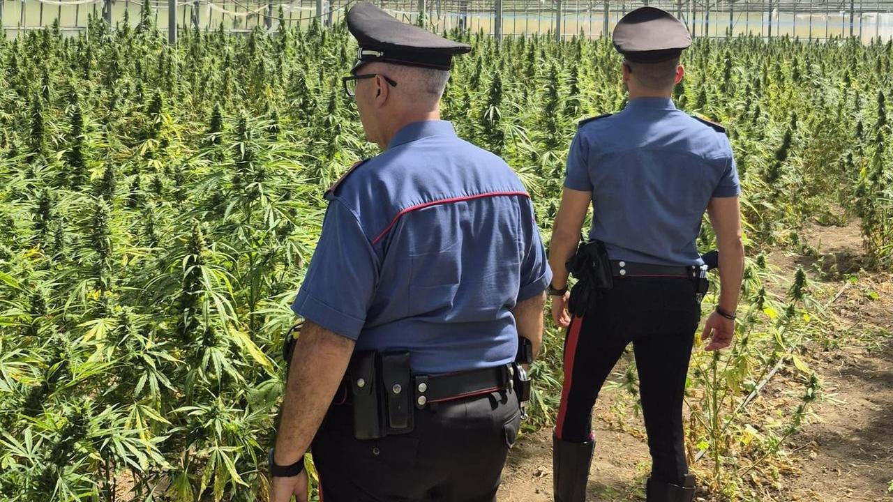 Blitz dei carabinieri in una campagna, sequestrati oltre 400 chili di cannabis: un uomo in manette