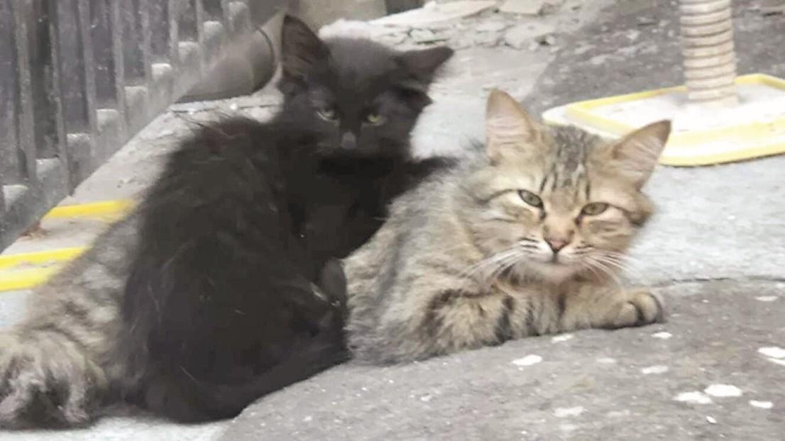 Sassari, micio avvelenato in via Alghero, altri casi sospetti: c’è in giro un killer dei gatti?