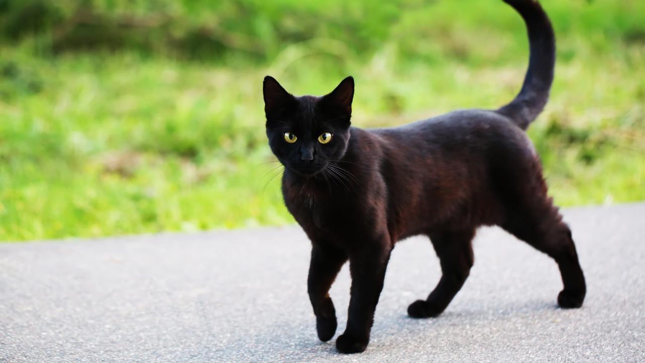 Sassari, micio avvelenato in via Alghero, altri casi sospetti: c’è in giro un killer dei gatti?