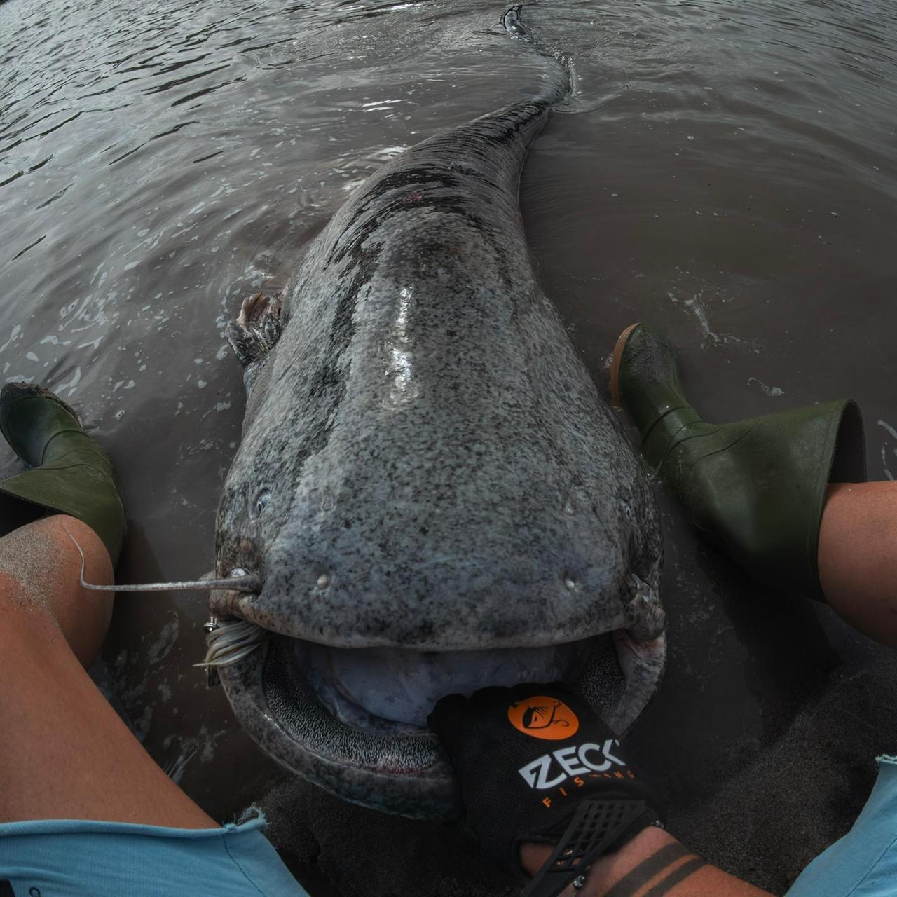 Pesca un siluro gigante di 2,60 metri nel Po: «Una lotta durissima»