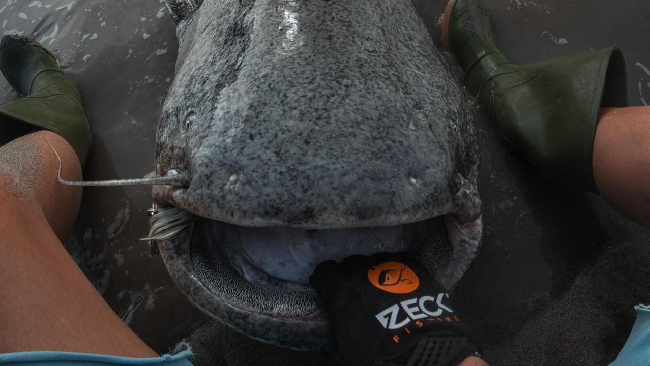 Pesca un siluro gigante di 2,60 metri nel Po: «Una lotta durissima»