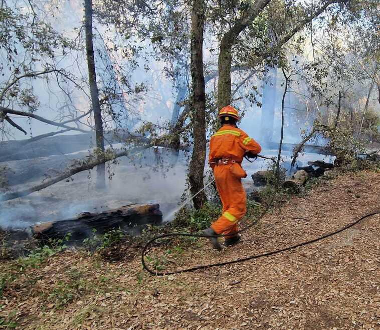 Viareggio, altri due incendi di origine dolosa nella pineta