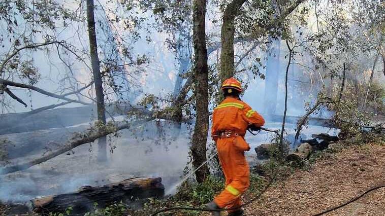 Viareggio, altri due incendi di origine dolosa nella pineta