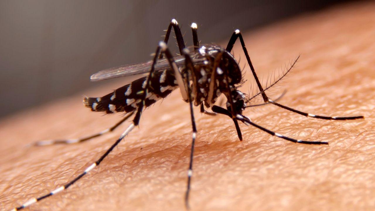 Il virus Dengue viene trasmesso dalle zanzare (foto di repertorio)