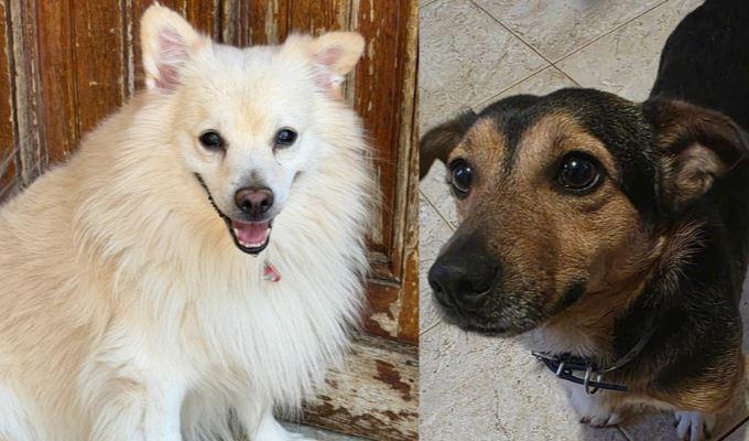 Muore dopo una lunga malattia, l’ultimo desiderio: «I miei cani restino insieme»