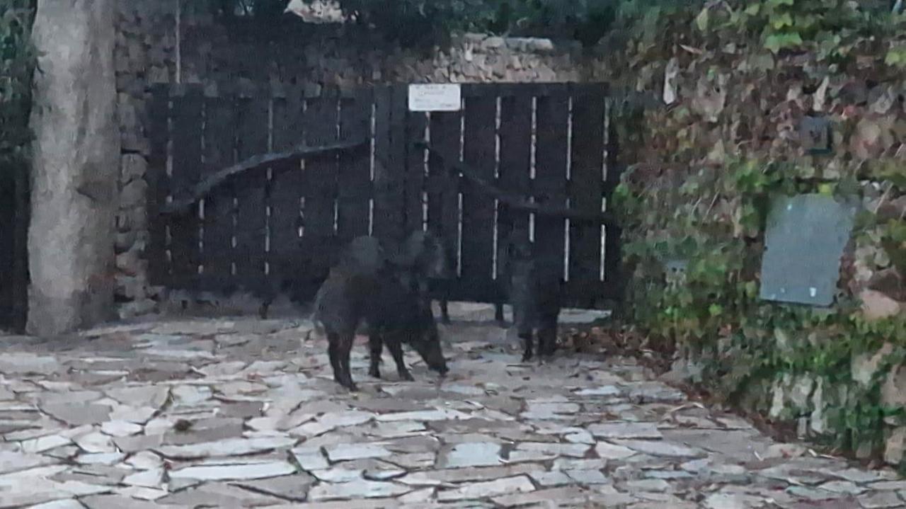 Porto Cervo, i cinghiali banchettano con il cibo per gatti. I residenti: «Via le ciotole, situazione pericolosa»