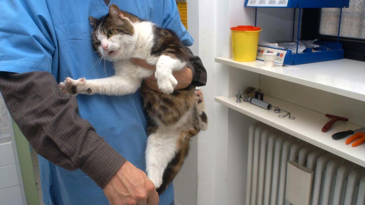 Randagismo, al via la campagna triennale nei canili e nelle colonie feline