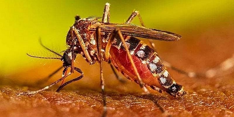 Secondo caso di Dengue a Prato: al via la disinfestazione contro le zanzare