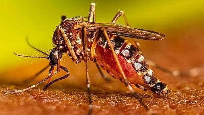 Secondo caso di Dengue a Prato: al via la disinfestazione contro le zanzare
