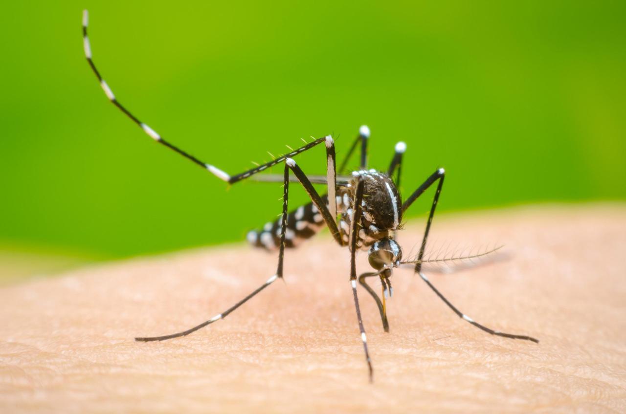 Firenze, nuovo caso di Dengue: cosa sappiamo e perché non è un focolaio