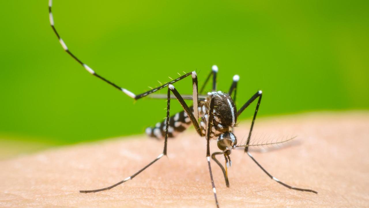 Firenze, nuovo caso di Dengue: cosa sappiamo e perché non è un focolaio
