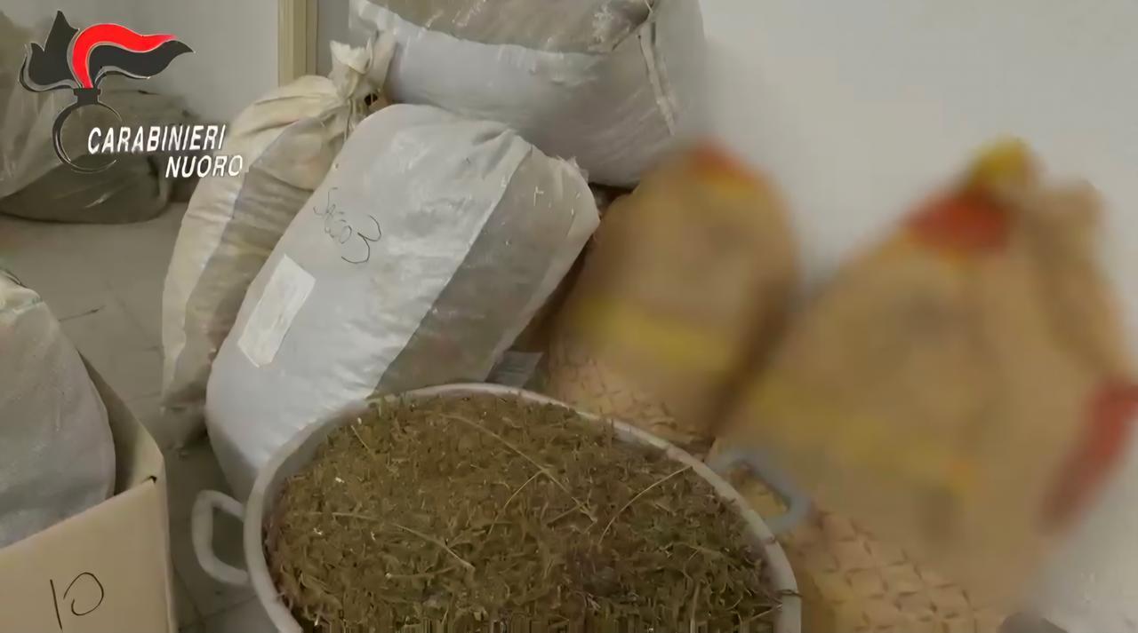 Duecento chili di marijuana nascosti nel sottotetto di casa, arrestato un 50enne – Cosa sappiamo