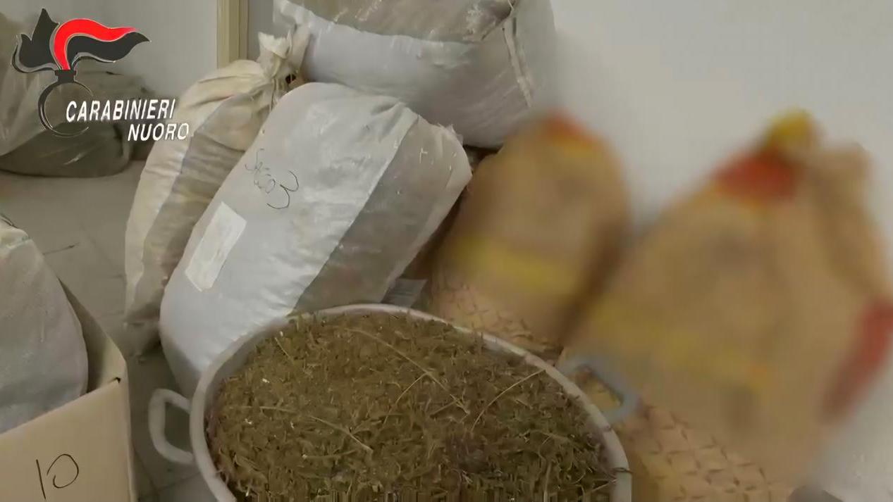 Una casa adibita a serra e duecento chili di marijuana nel sottotetto: c’è un arresto – Il ritrovamento nel centro storico