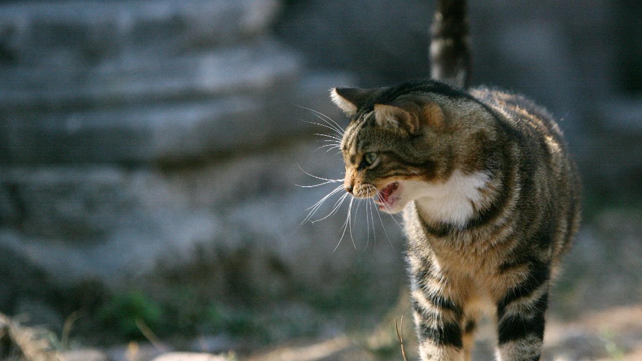 Donna condannata per aver dato da mangiare ai gatti randagi, la cassazione annulla la sentenza – Ecco perché
