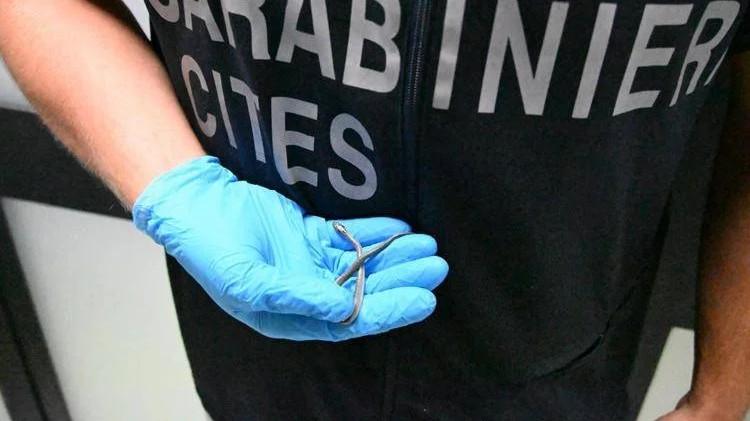 Fermento all’aeroporto, a bordo del volo c’è un serpente: accertamenti in corso