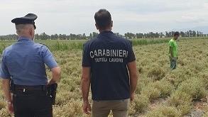 Azienda agricola sfruttava due braccianti irregolari: denunciato il datore di lavoro